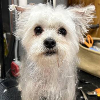 Silky Terrier Dogs Available for Adoption - Noel | PetCurious