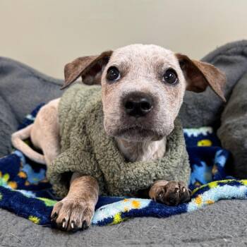 Otis -  Australian Cattle Dog Blue Heeler Dog for Adoption in Mankato, Minnesota - Otis | PetCurious