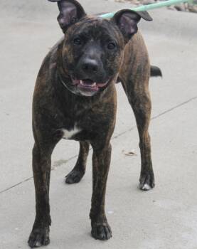 Rescue Boxer Dogs for Adoption in Marietta, Ohio - Dash | PetCurious