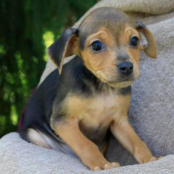 Miniature Pinscher Dogs Available for Adoption in Versailles, Kentucky - Appt. Pending - Lawson | PetCurious