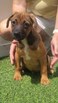 Isabella Pup - Diego -  Dachshund and Labrador Retriever Dog Available for Adoption in Pompano Beach, Florida - Isabella Pup - Diego | PetCurious