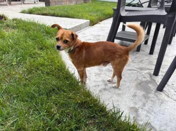 Fruity Pebbles -  Chihuahua Dog for Adoption in Berlin, New Jersey - Fruity Pebbles | PetCurious