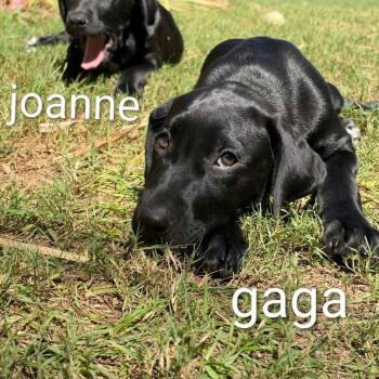 Gaga -  Labrador Retriever and Mixed Breed Dog for Adoption in Griswold, Connecticut - Gaga | PetCurious