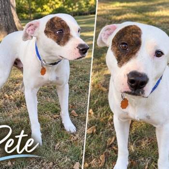 Pete -  Terrier Dog for Adoption in Hackett, Arkansas - Pete | PetCurious