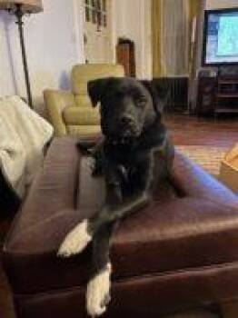 Mixed Breed Dogs Available for Adoption in West Chester, Pennsylvania - Darcey | PetCurious