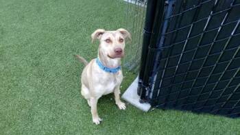 Freda -  Labrador Retriever and Mixed Breed Dog for Adoption in Bellevue, Washington - Freda | PetCurious