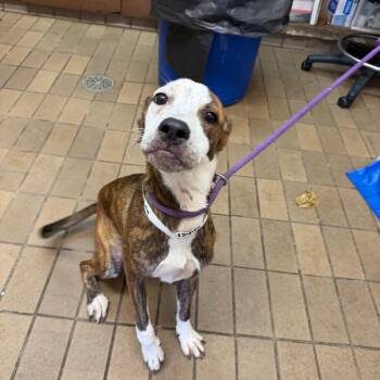 Thumbellina -  Pit Bull Terrier Dog for Adoption in Birmingham, Alabama - Thumbellina | PetCurious