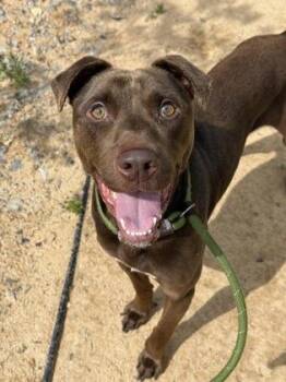 Mixed Breed Dogs Available for Adoption in Atlanta, Georgia - Chico | PetCurious