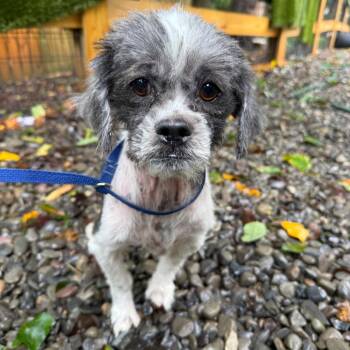 Freckles -  Shih Tzu Dog for Adoption in West Chester, Pennsylvania - Freckles | PetCurious