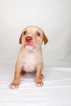 Labrador Retriever Dogs Available for Adoption in Bixby, Oklahoma - Belinda | PetCurious