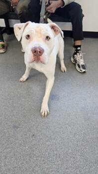 Rescue Mixed Breed Dogs for Adoption in West Chester, Pennsylvania - Dexter | PetCurious