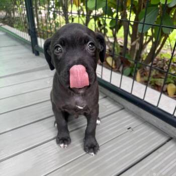 Touchdown -  Pit Bull Terrier and Retriever Dog for Adoption in Bradenton, Florida - Touchdown | PetCurious