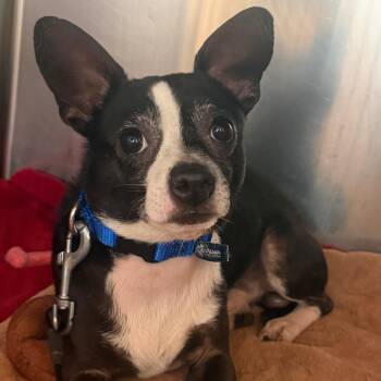 Jack -  Mixed Breed Dog Available for Adoption in Asheville, North Carolina - Jack | PetCurious