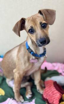 Scrappy-Doo -  Mixed Breed Dog for Adoption in Pleasanton, California - Scrappy-Doo | PetCurious
