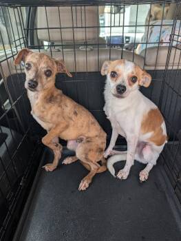 Moochie - NO MORE APPLICATIONS Please! -  Chihuahua Dog for Adoption in Ocean Township, New Jersey - Moochie - NO MORE APPLICATIONS Please! | PetCurious