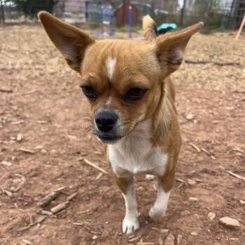Chippy Dippy Dopey Dub -  Chihuahua and Mixed Breed Dog for Adoption in Moab, Utah - Chippy Dippy Dopey Dub | PetCurious