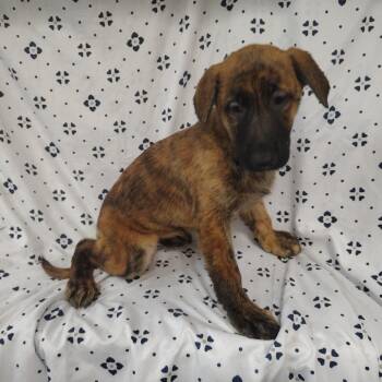 Opal -  German Shepherd Dog and Labrador Retriever Dog for Adoption in Coos Bay, Oregon - Opal | PetCurious