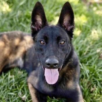 Kahlua - ECAS -  Belgian Shepherd Malinois and Mixed Breed Dog Available for Adoption in Pleasanton, California - Kahlua - ECAS | PetCurious