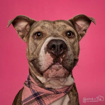 Chelsea -  Pit Bull Terrier and Mixed Breed Dog for Adoption in Oak Ridge North, Texas - Chelsea | PetCurious