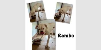Boxer Dogs Available for Adoption in Hewitt, Texas - Rambo II | PetCurious