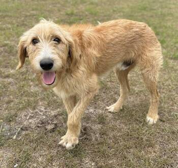 Goldendoodle Dogs Available for Adoption in Douglas, Georgia - Goose | PetCurious