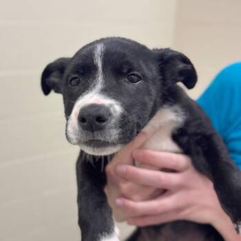 Mixed Breed Dogs Available for Adoption in Hendersonville, North Carolina - Stella | PetCurious