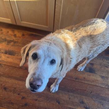 Yellow Labrador Retriever Dogs Available for Adoption in Jackson, Wyoming - **Courtesy Listing** Tansy | PetCurious