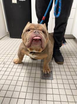Mitch -  English Bulldog and Mixed Breed Dog for Adoption in Fall River, Massachusetts - Mitch | PetCurious