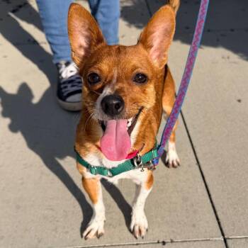 Teddy -  Chihuahua Dog for Adoption in Champaign, Illinois - Teddy | PetCurious