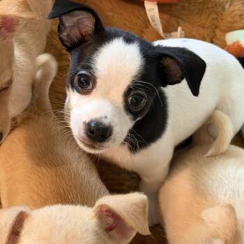 Eli -  Chihuahua and Terrier Dog for Adoption in Alabaster, Alabama - Eli | PetCurious