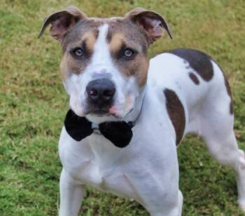 Rescue Pit Bull Terrier and Mixed Breed Dogs for Adoption in Cumming, Georgia - Fenrir 1537-25 | PetCurious