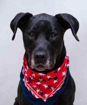 Ranger -  Labrador Retriever and Great Dane Dog for Adoption in Sanford, Florida - Ranger | PetCurious