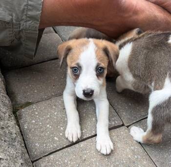 Petey -  Australian Shepherd Dog for Adoption in Grove City, Ohio - Petey | PetCurious