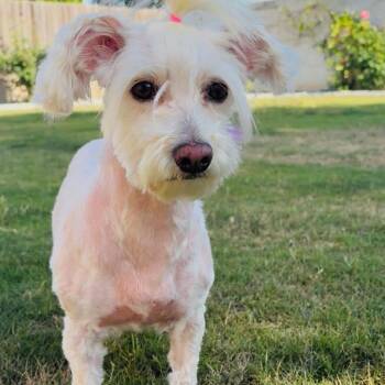 Poodle Dogs Available for Adoption in Sonoma, California - Pearl | PetCurious