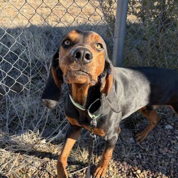 Black And Tan Coonhound Dogs Available for Adoption in Show Low, Arizona - Barney | PetCurious