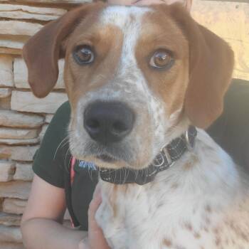 Sage -  Mixed Breed Dog for Adoption in Fairport, New York - Sage | PetCurious