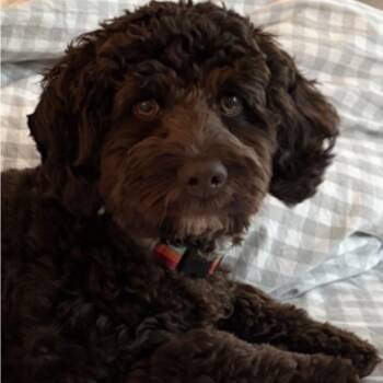 Cockapoo and Poodle Dogs Available for Adoption - Tootsie | PetCurious