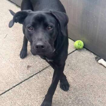 Zuri -  Mixed Breed Dog for Adoption in Oak Brook, Illinois - Zuri | PetCurious