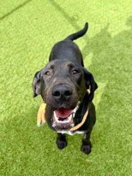 Plott Hound and Labrador Retriever Dogs Available for Adoption - BONNIE | PetCurious