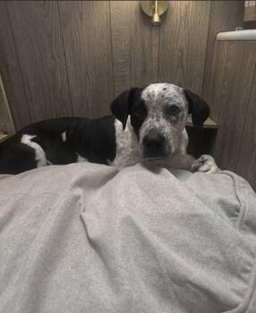 Penelope -  Pit Bull Terrier and Bluetick Coonhound Dog for Adoption in Claremont, California - Penelope | PetCurious
