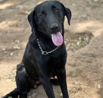 Rescue Labrador Retriever Dogs for Adoption in Brookshire, Texas - Claire | PetCurious