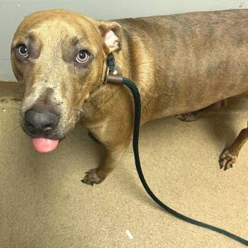 Milo -  Mixed Breed Dog Available for Adoption in Chattanooga, Tennessee - Milo | PetCurious