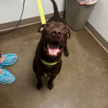 Patrick -  Chocolate Labrador Retriever and Mixed Breed Dog for Adoption in Tulsa, Oklahoma - Patrick | PetCurious