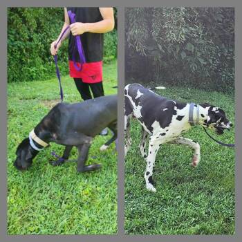 Rugger/Dante *foster/adopter needed* -  Great Dane Dog for Adoption in Minneapolis, Minnesota - Rugger/Dante *foster/adopter Needed* | PetCurious