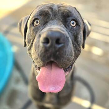 Dino -  Cane Corso Dog for Adoption in Wheeling, Illinois - Dino | PetCurious