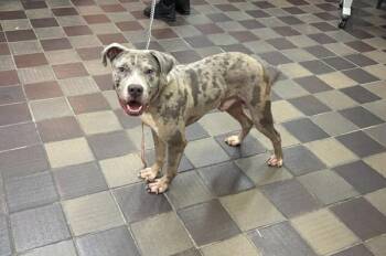 Chosen -  Mixed Breed Dog for Adoption in New York, New York - Chosen | PetCurious