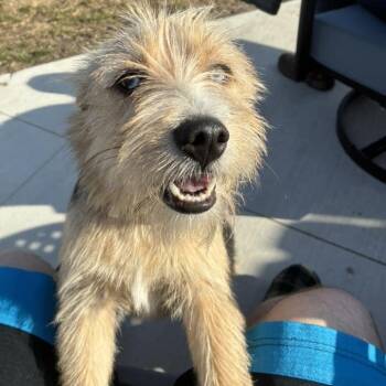 Terrier Dogs Available for Adoption - Blue Ice | PetCurious