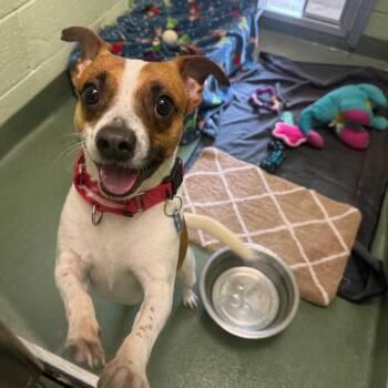 Jack Russell Terrier and Chihuahua Dogs Available for Adoption in West Palm Beach, Florida - Carl | PetCurious