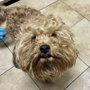 Chewbarka (mcas) -  Poodle Dog for Adoption in Troutdale, Oregon - Chewbarka (mcas) | PetCurious