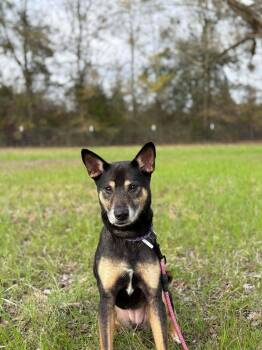 Terrier Dogs Available for Adoption - Taffy | PetCurious